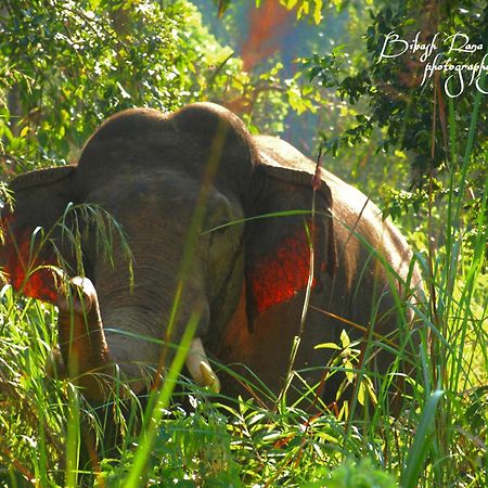 Mr. B'S Place Bardiya Exterior foto