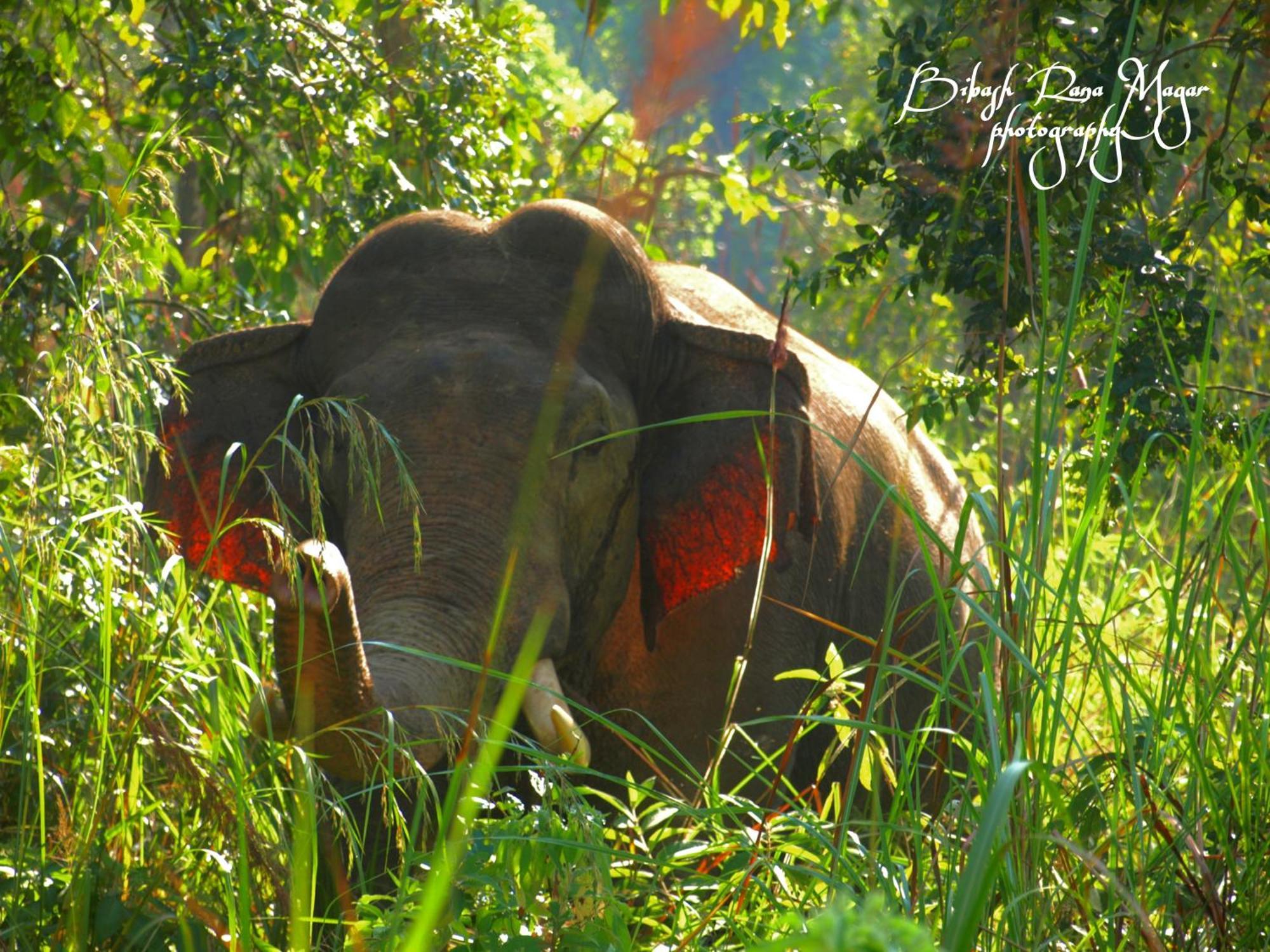 Mr. B'S Place Bardiya Exterior foto